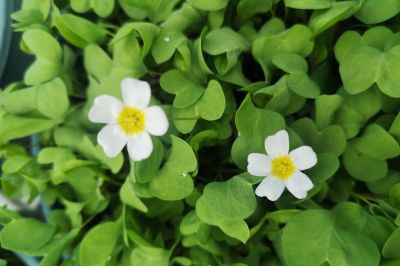 3一片心酢浆草 (2).jpg 3一片心酢浆草 (2).jpg