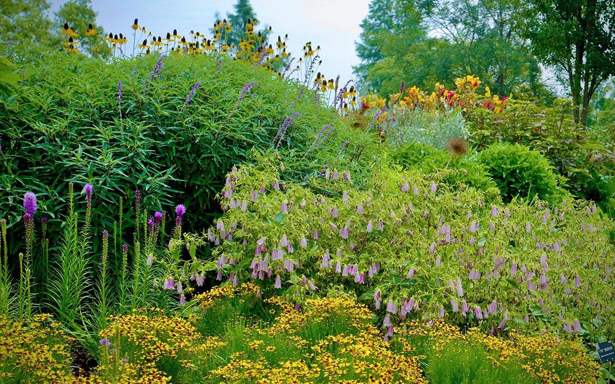 夏日隐藏打卡点辰山植物园球宿根园对称式花境进入最佳观赏期
