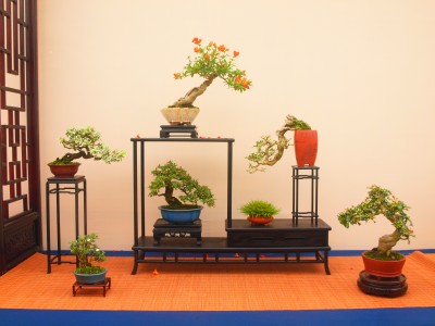 图1 沈建忠先生微型小品组合.jpg