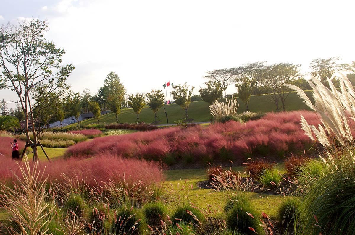 辰山植物园粉黛乱子草进入最佳观赏期 梦幻粉红花海尽显"草界第一网红