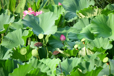 DSC_3772.jpg DSC_3772.jpg