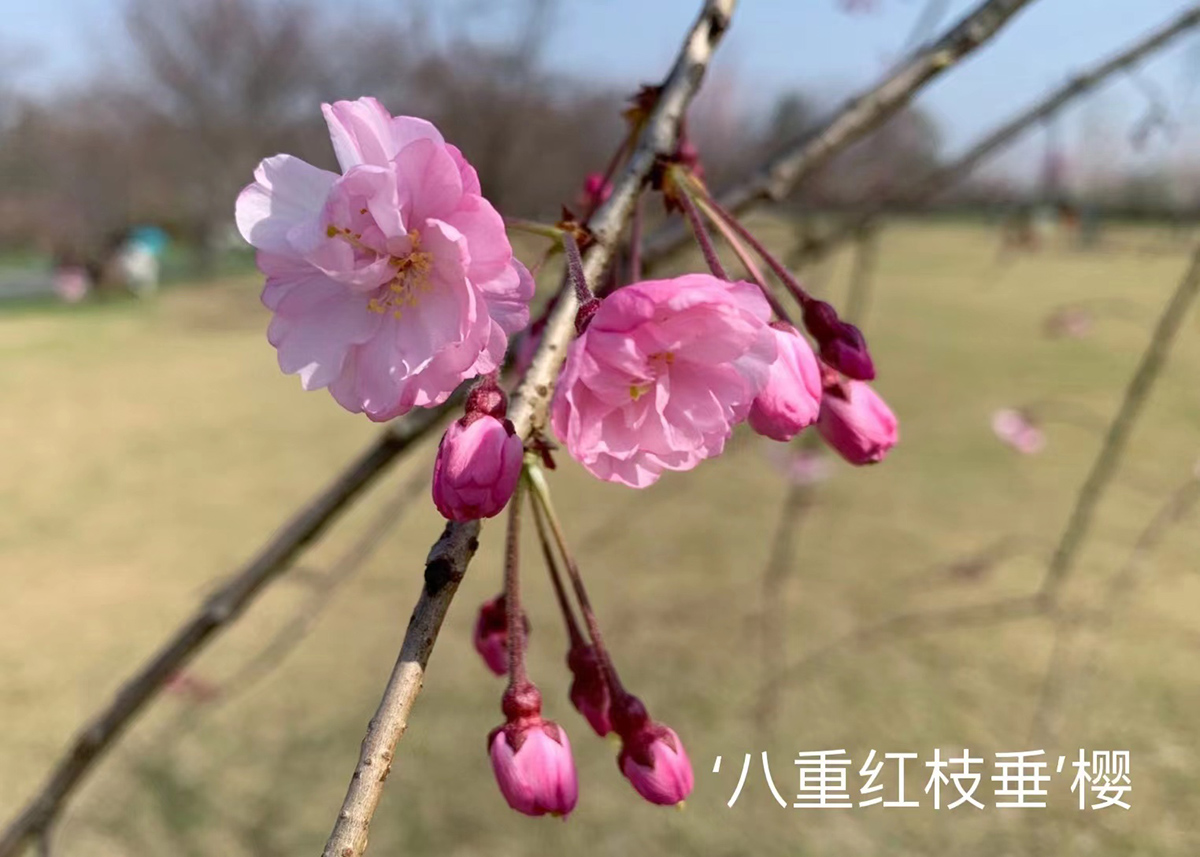 辰山植物園櫻色爛漫不負春光