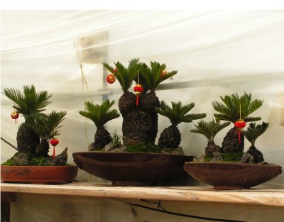 苏铁盆景照片 (2).jpg