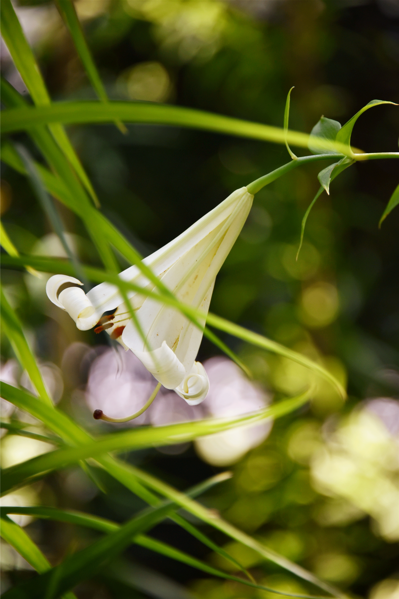 DSC_9625_副本.jpg