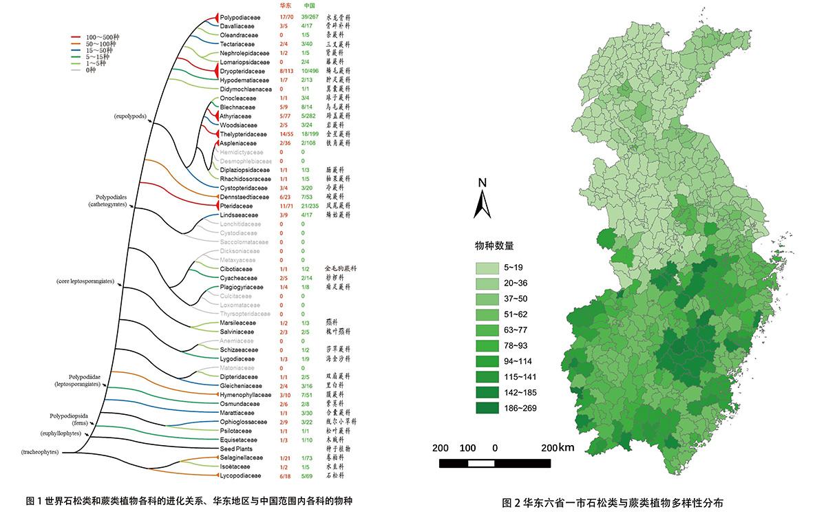 辰山科学研究中心出版《华东石松类与蕨类植物多样性编目》_要闻动态_上海市绿化和市容管理局