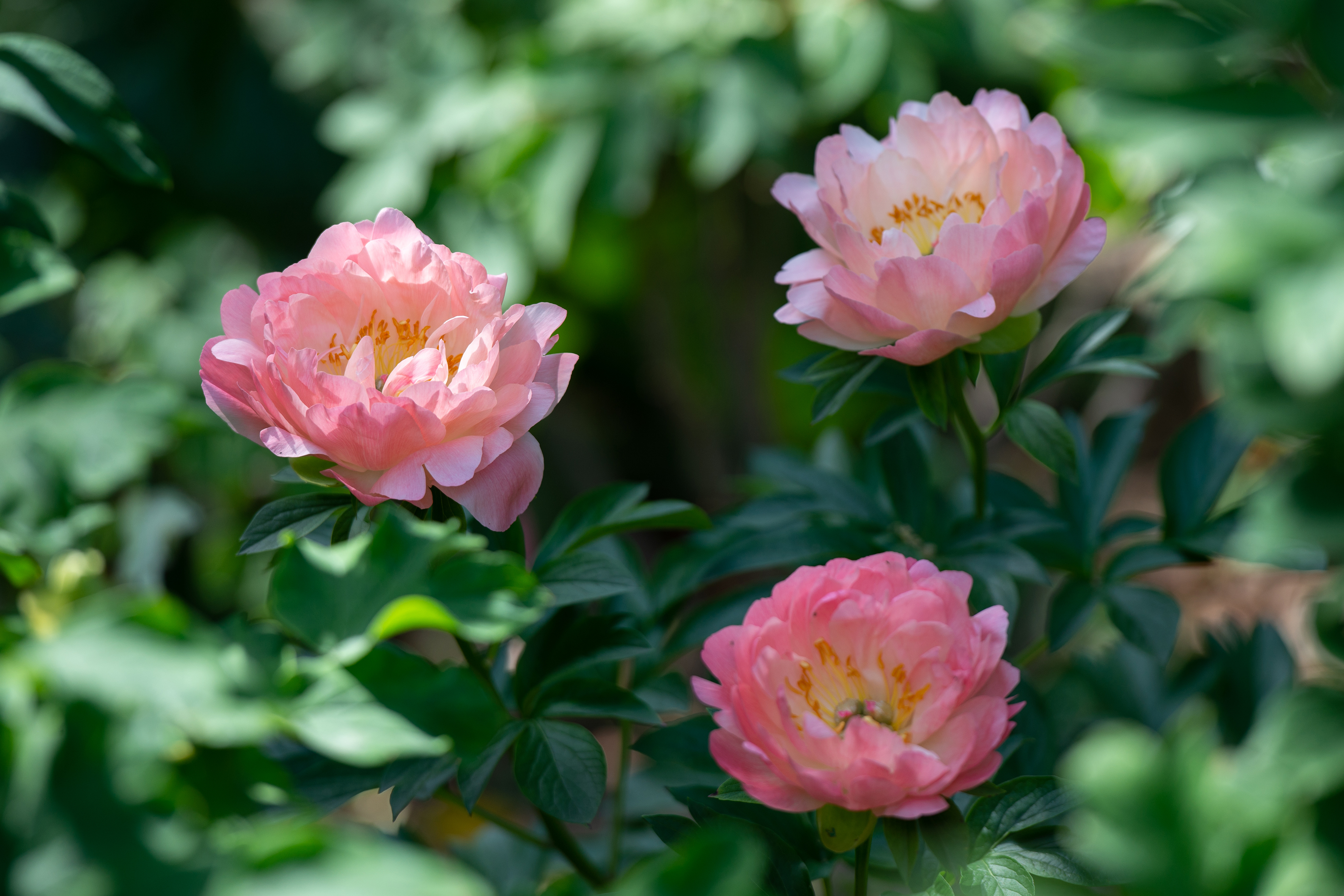 古猗园五月花神芍药