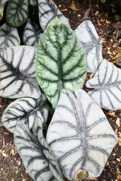 白犀牛海芋 (4).jpg