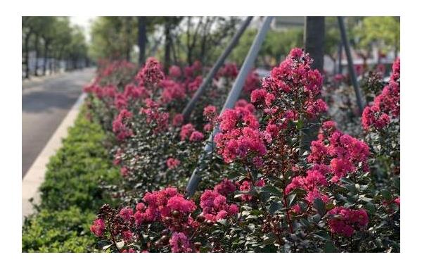 广东绿化花卉种类图片