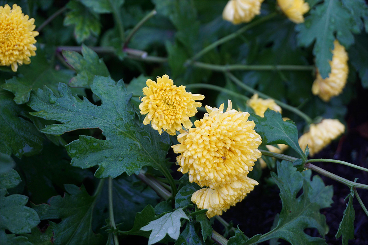 皇菊1.jpg