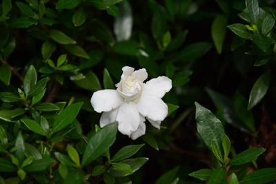 小叶栀子2.jpg
