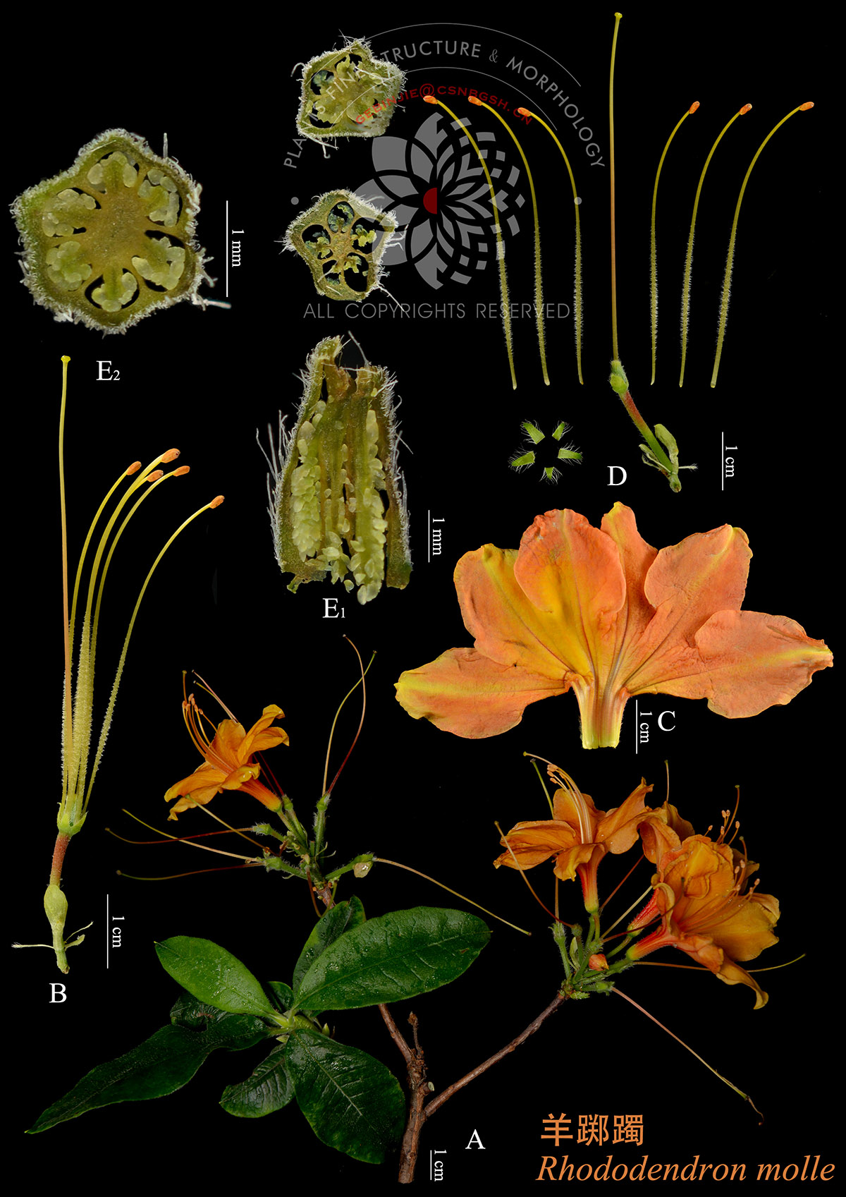 百合花花萼数量图片