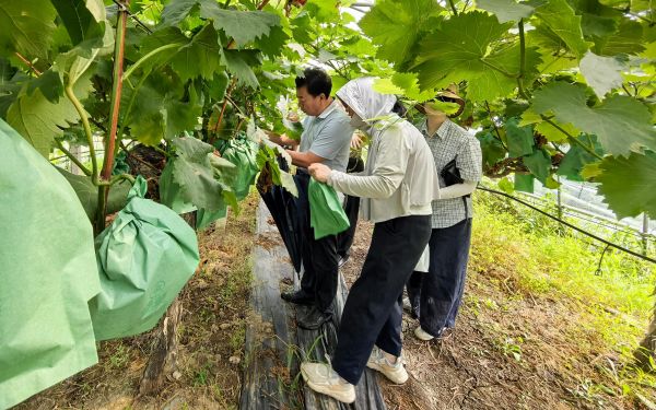 上海市林业总站组织开展‘申玉’葡萄品种现场查定 依法推进林木品种审定2.jpg 上海市林业总站组织开展‘申玉’葡萄品种现场查定 依法推进林木品种审定2.jpg