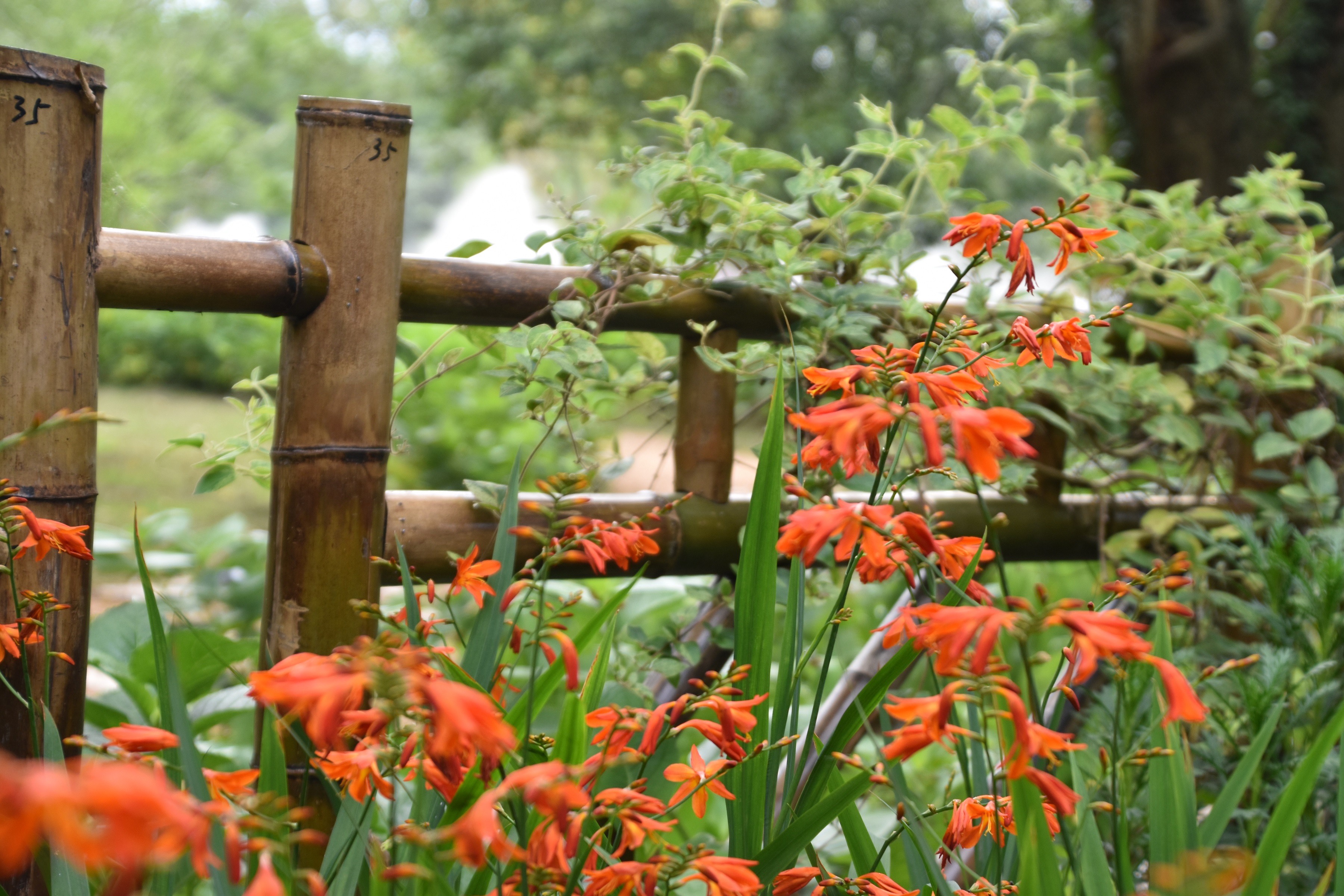观赏地点:活动中心花境,八仙花园,绿荫茶室西北侧区域等共青森林公园