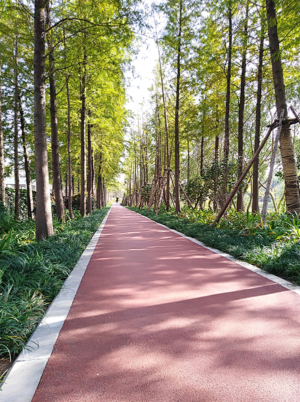 闵行龙江路绿道.jpg