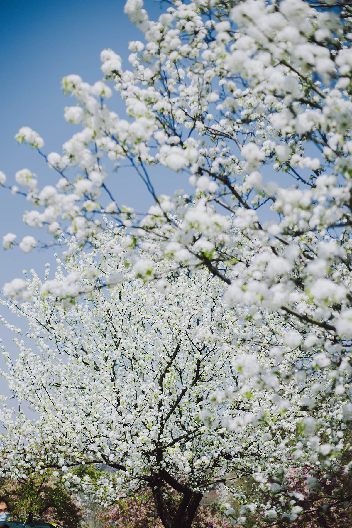 雨霁风光踏春来辰山植物园豆梨似雪净春风
