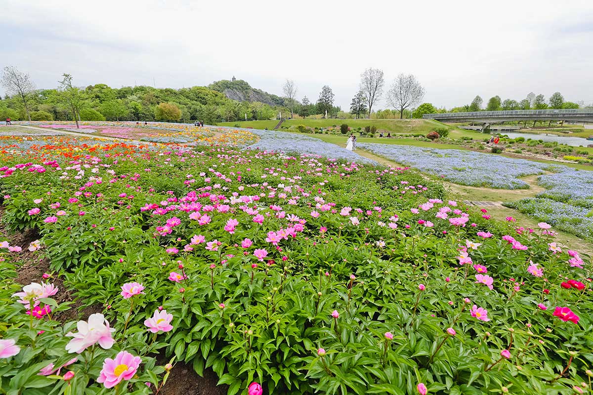 辰山植物園網紅花海又添新寵——情花芍藥唯美綻放