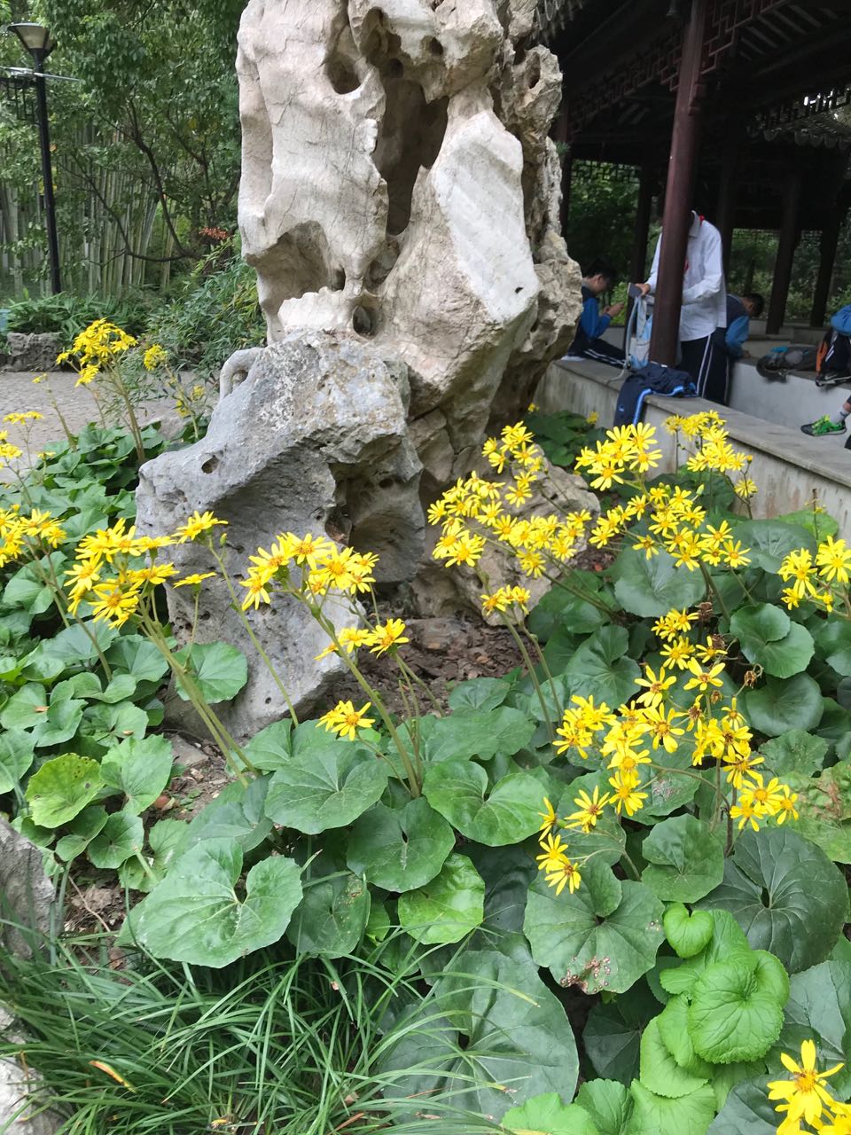 绿叶何田田古猗园大吴风草花开如菊