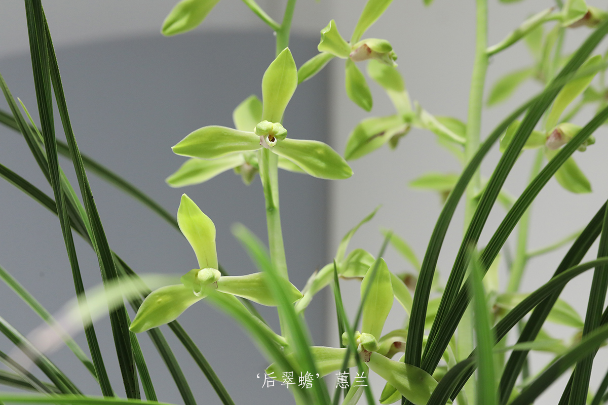 4、蕙兰‘后翠蟾’.jpg