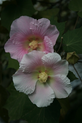 单瓣芙蓉.jpg
