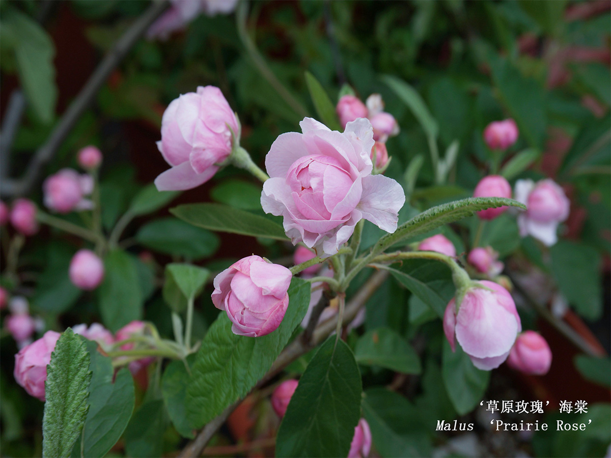 ‘草原玫瑰’.jpg