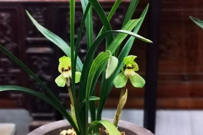 7春兰‘天一荷’--兰科兰属.jpg