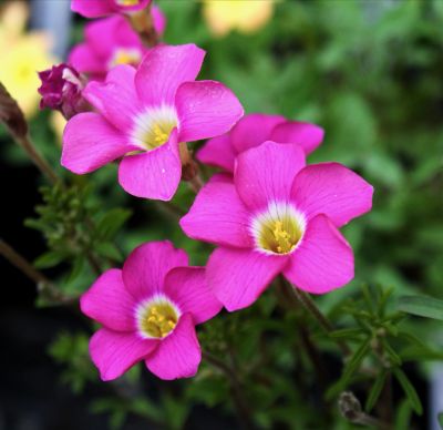 4长发酢浆草‘小甜甜’Oxalis hirta 