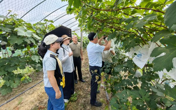 上海市林业总站组织开展‘申玉’葡萄品种现场查定 依法推进林木品种审定1.jpg 上海市林业总站组织开展‘申玉’葡萄品种现场查定 依法推进林木品种审定1.jpg