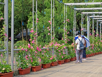 双喜藤 (2).jpg