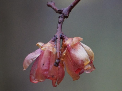 花被片变深红色.jpg