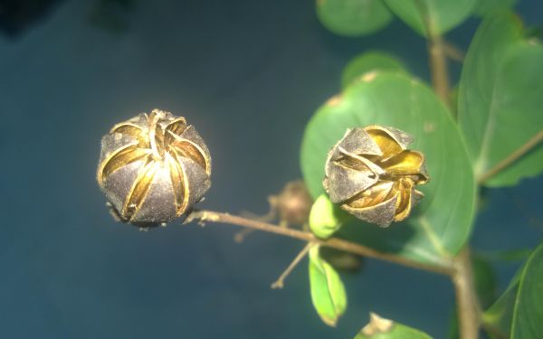 1-6紫薇.jpg 1-6紫薇.jpg