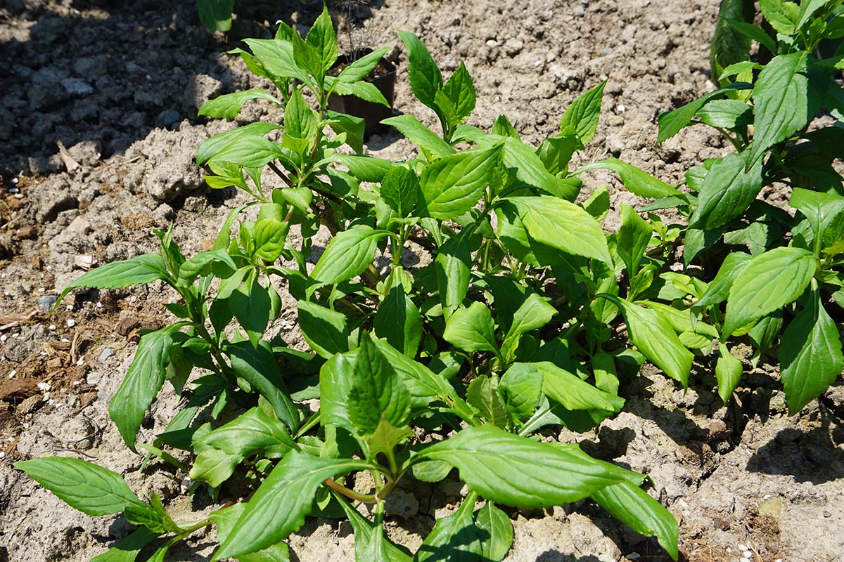 败酱.jpg 败酱.jpg