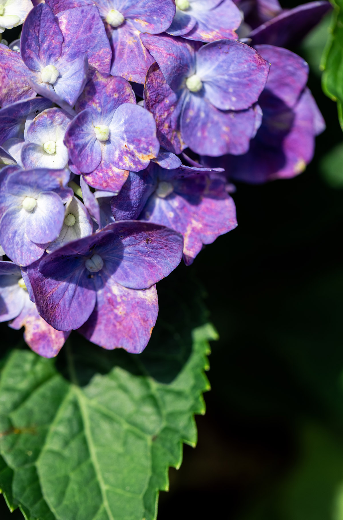 浪漫夏日梦幻花季辰山植物园蓝紫色系花花上线