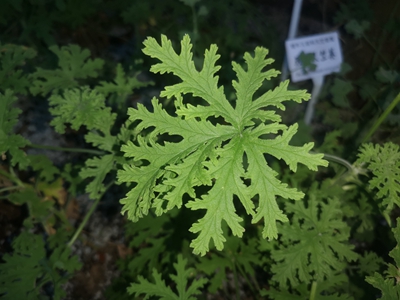 5芳香天竺葵--驱蚊草--牦牛儿苗科天竺葵属 (2).jpg