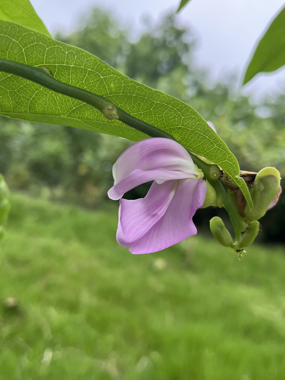 红刀豆开花图片