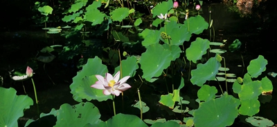 d36bc8f3f5a15ca7700e5edb753b2ee.jpg d36bc8f3f5a15ca7700e5edb753b2ee.jpg