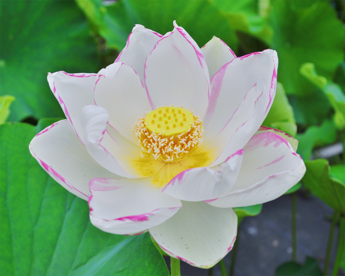 ‘单洒锦’.jpg