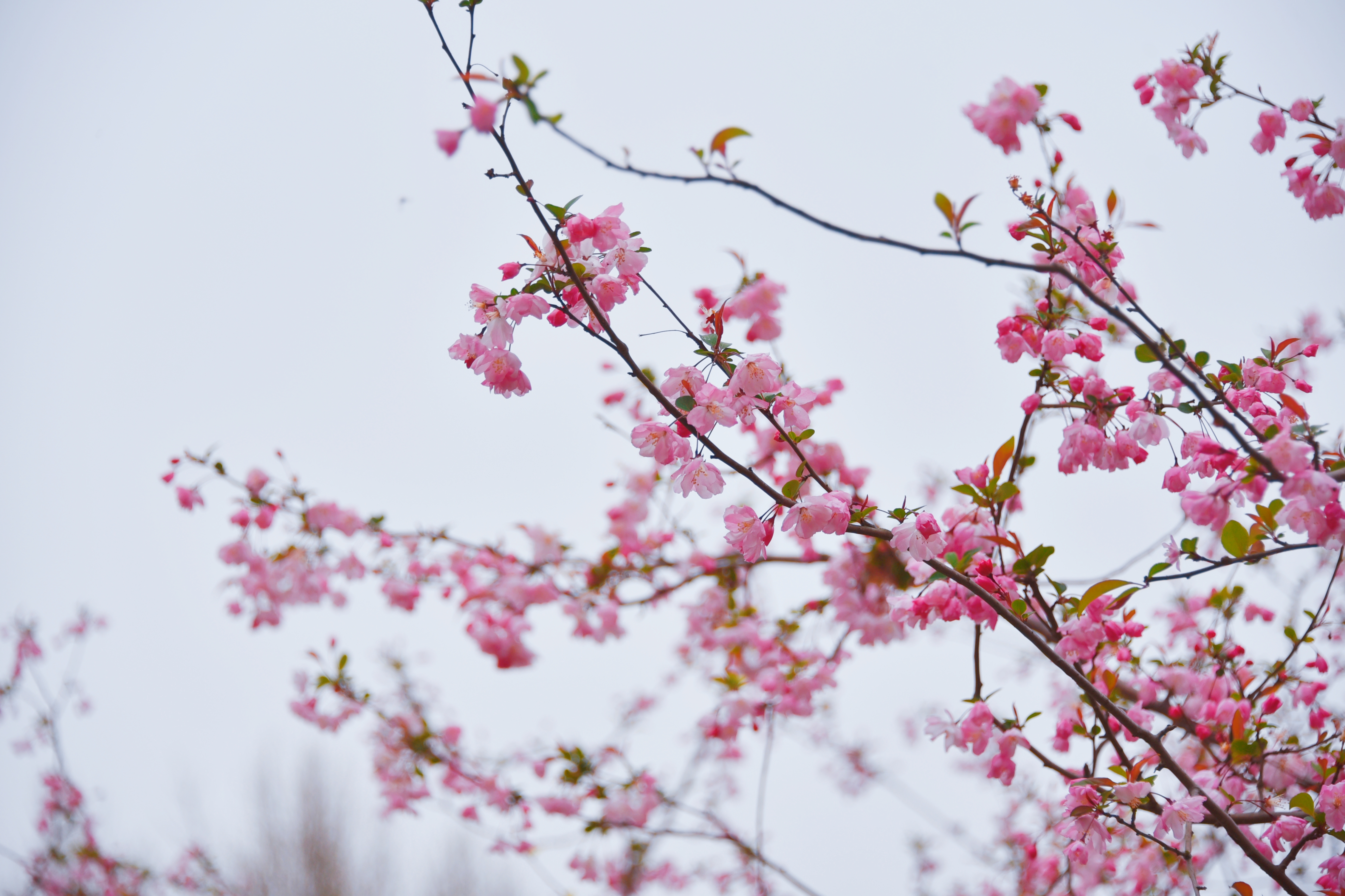 DSC_2378_副本.jpg