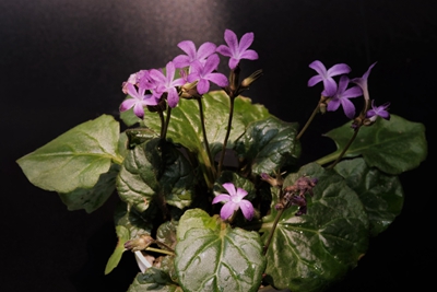 报春苣苔 Primulina tabacum--苦苣苔科报春苣苔属.jpg