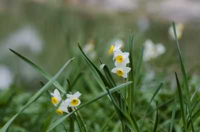 水仙 (1).jpg 水仙 (1).jpg