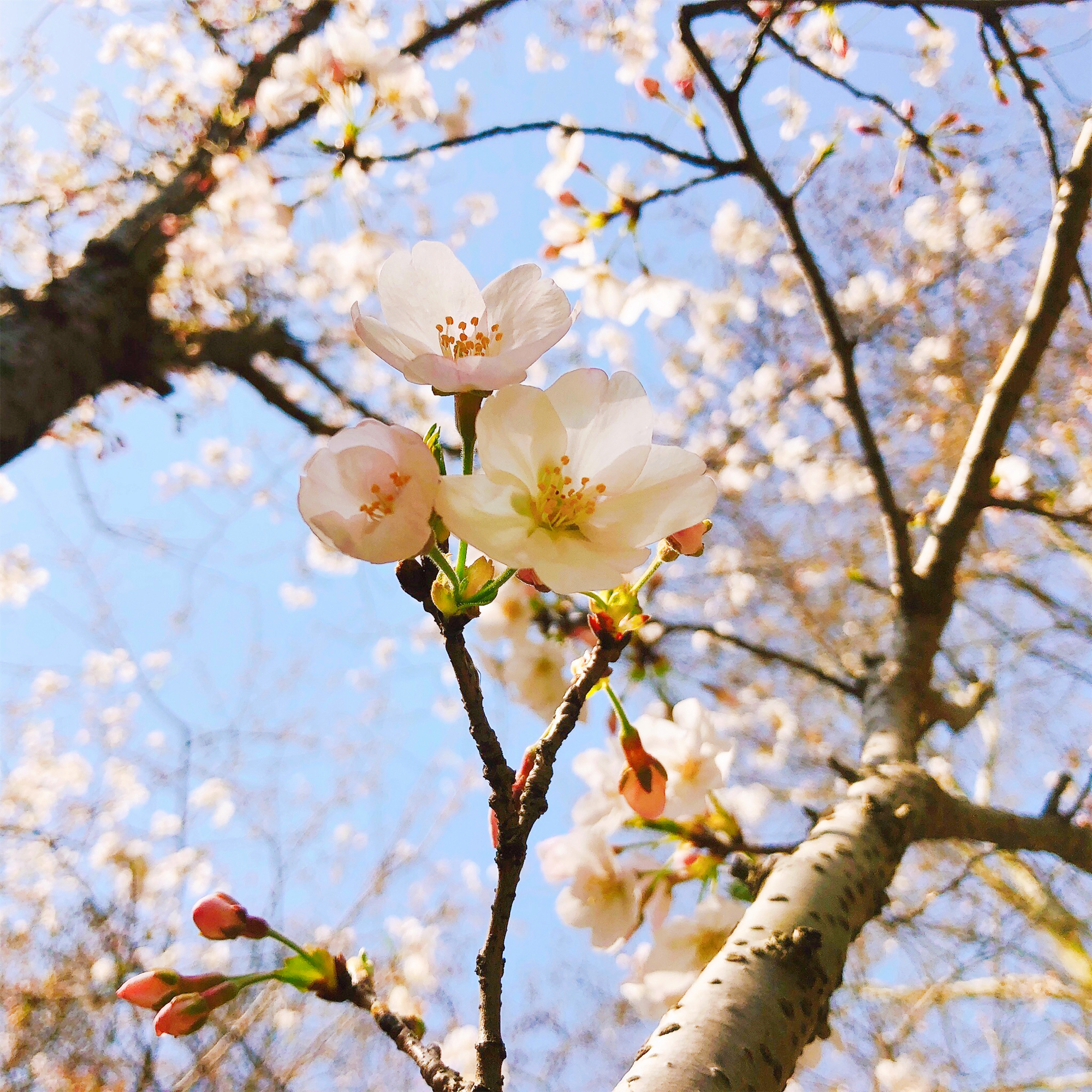 共青森林公园染井吉野樱盛放迎来最佳赏樱季