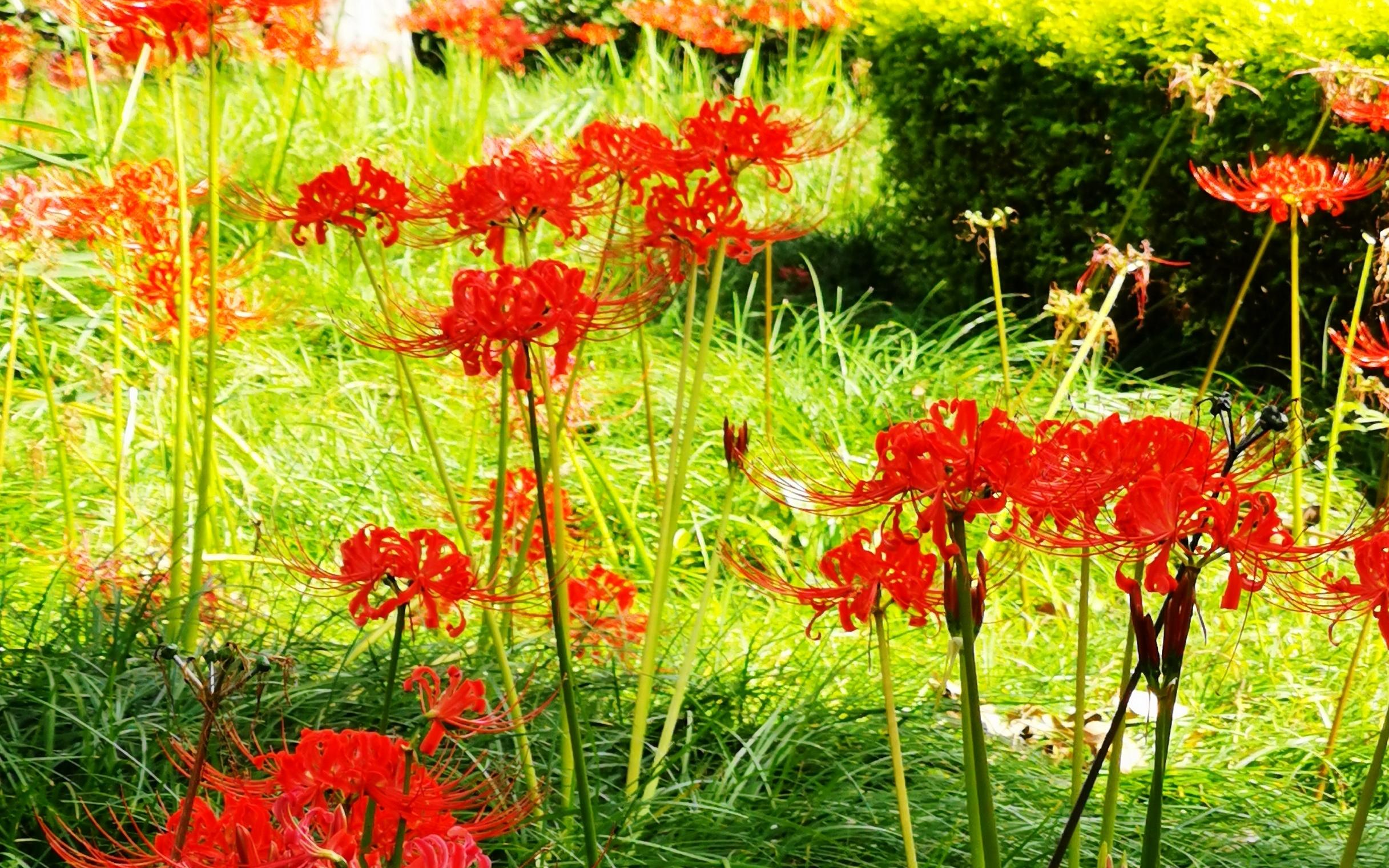 闸北公园红花石蒜