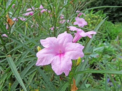 翠芦莉 (3).jpg