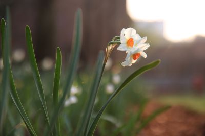 水仙.jpg 水仙.jpg