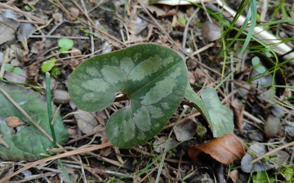 杜衡-陶亚君.jpg 杜衡-陶亚君.jpg