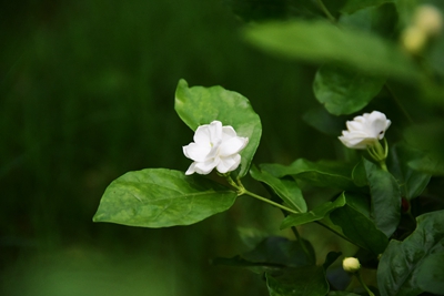 茉莉花2.jpg