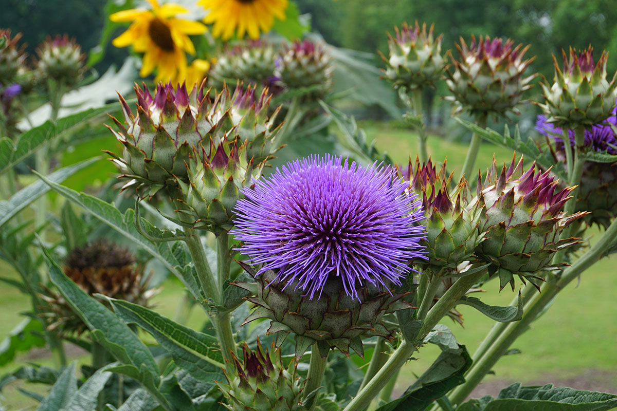 药食赏三兼 辰山植物园洋蓟花开如蓝宝石
