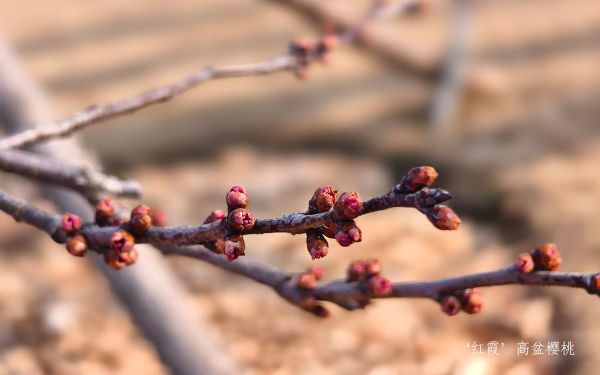 6__红霞_高盆樱桃.jpg