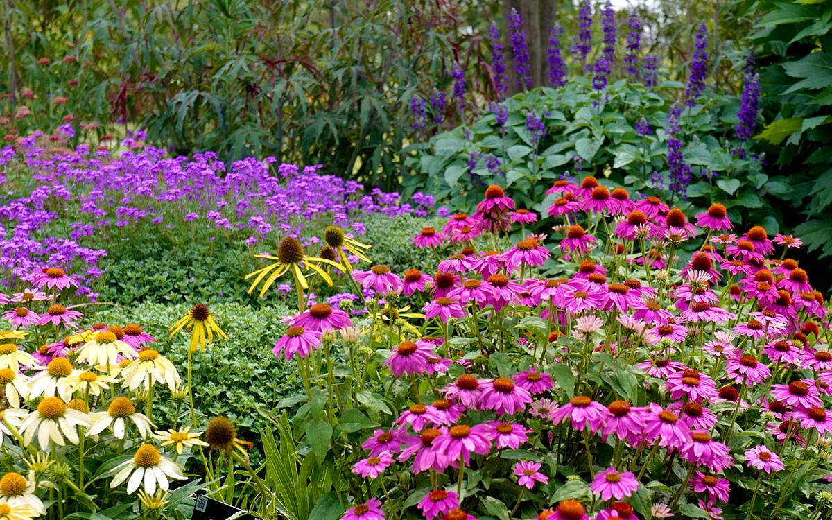 夏日隐藏打卡点辰山植物园球宿根园对称式花境进入最佳观赏期