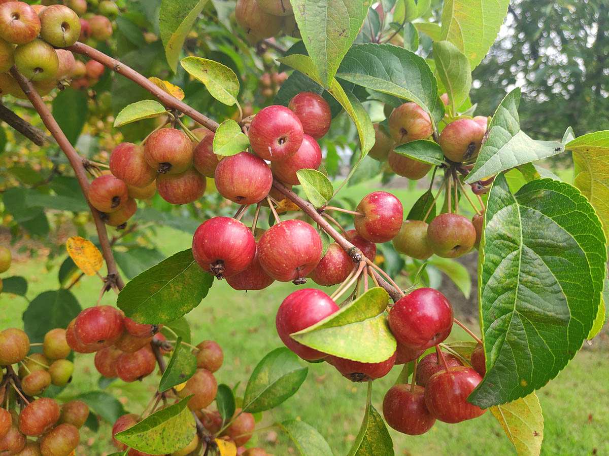 辰山植物园春景园盛夏海棠果实累累