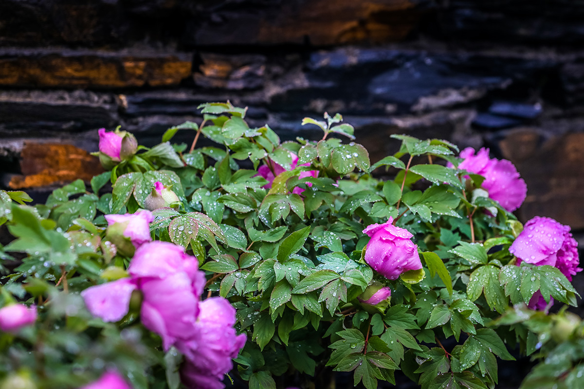 红色礼赞01.jpg 红色礼赞01.jpg